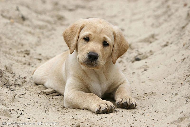 可爱名片沙滩上的小狗