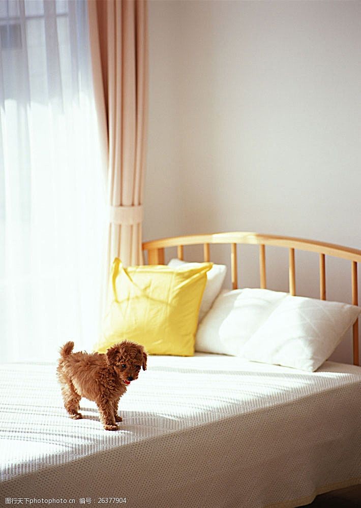 小狗名片在床上的小狗