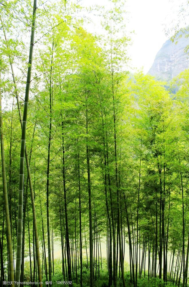 竹林壁纸图片免费下载 竹林壁纸素材 竹林壁纸模板 图行天下素材网