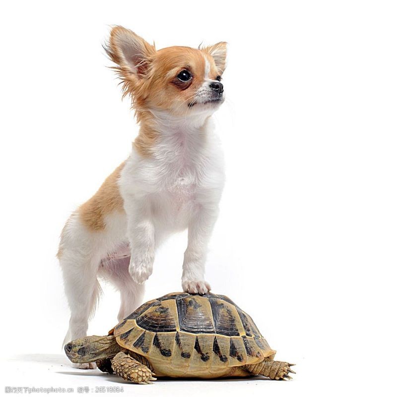 宠物名片可爱小狗与乌龟