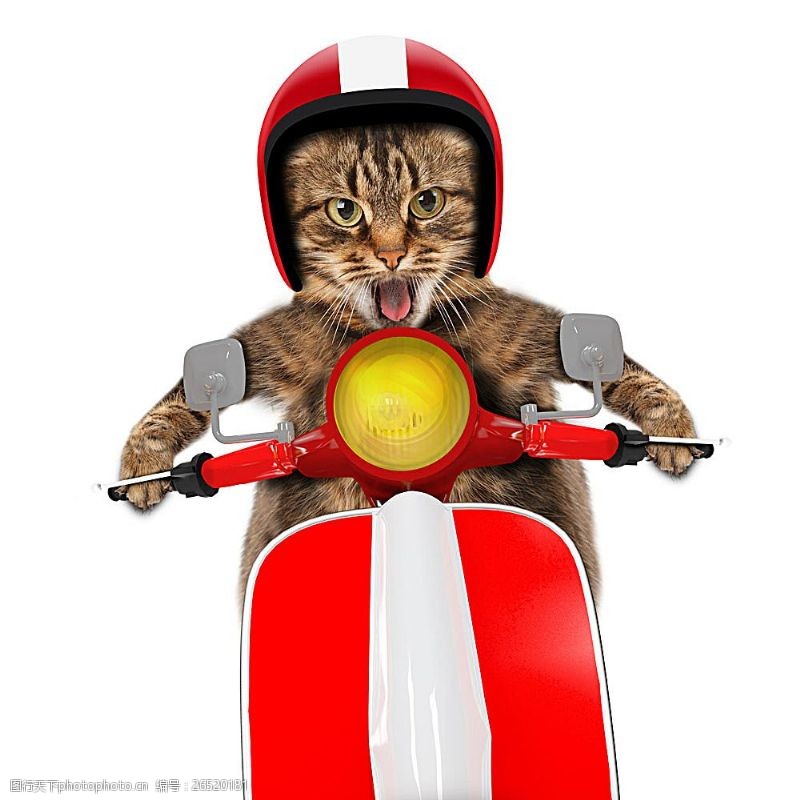 小猫骑车骑摩托车的小猫