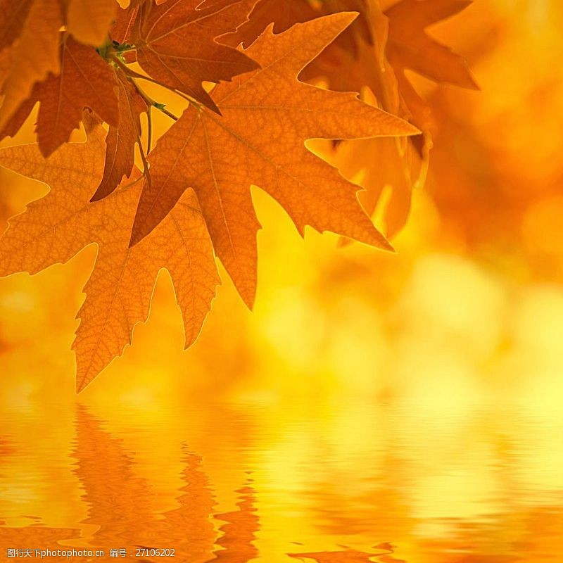 秋季梦幻树叶背景秋天背景图片素材