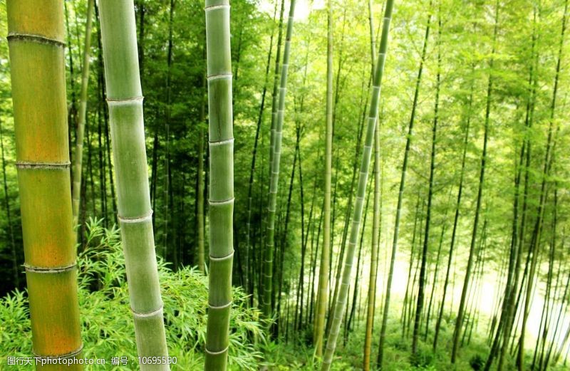 竹林壁纸图片免费下载 竹林壁纸素材 竹林壁纸模板 图行天下素材网