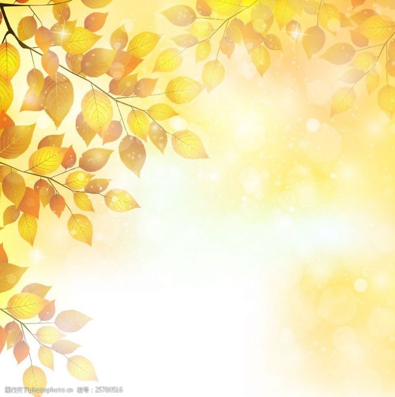金色光线金黄树叶图片