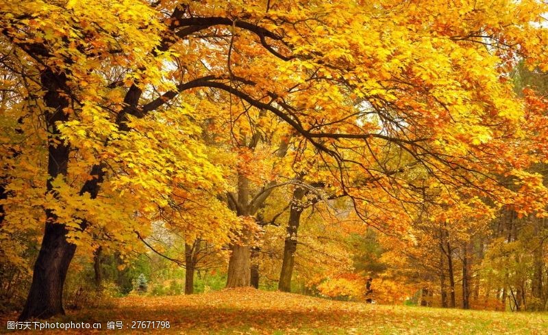 秋天枫林秋天的枫树林图片