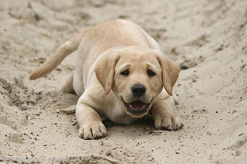可爱名片沙滩上的狗儿