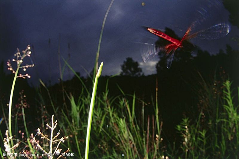 环境日在空中飞的红蜻蜓