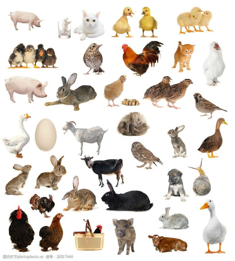 常见动物35种家庭常见家畜家禽高清图片