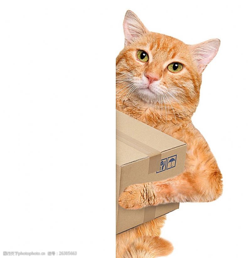 白色箱子搬箱子的小猫