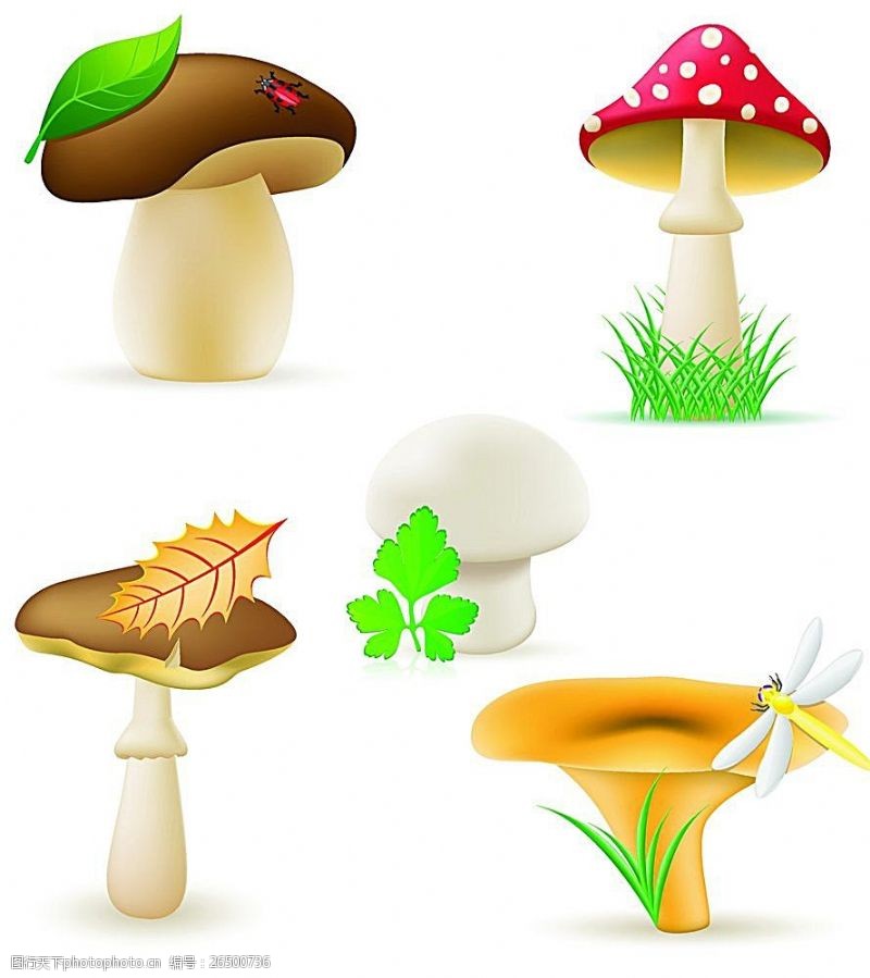 蘑菇菜草地里的蘑菇