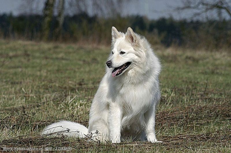 宠物名片草地上白色宠物狗