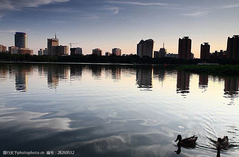 晚霞中的城市湖中的野鸭图片