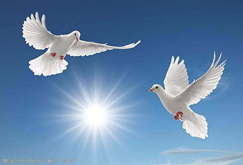 高清白鸽蓝天中飞翔的鸽子高清图片