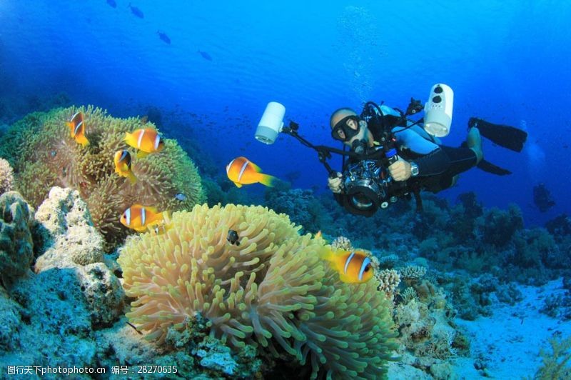 潜水运动拍摄海洋生物的潜水员