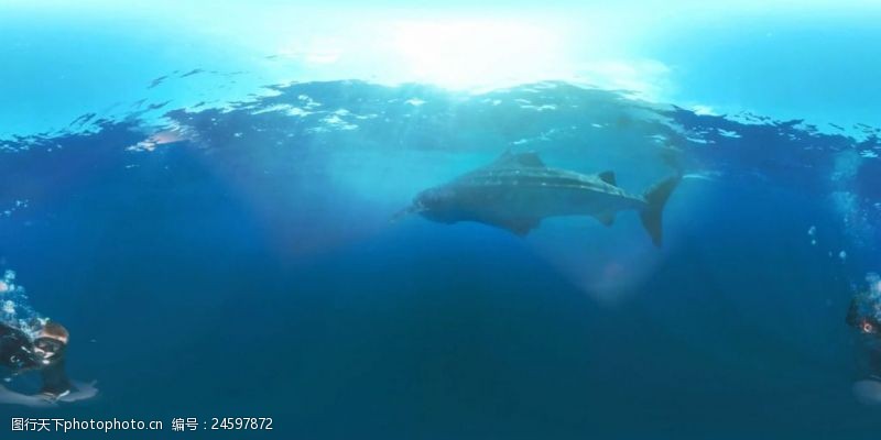 资深深海大鲸鲨VR视频