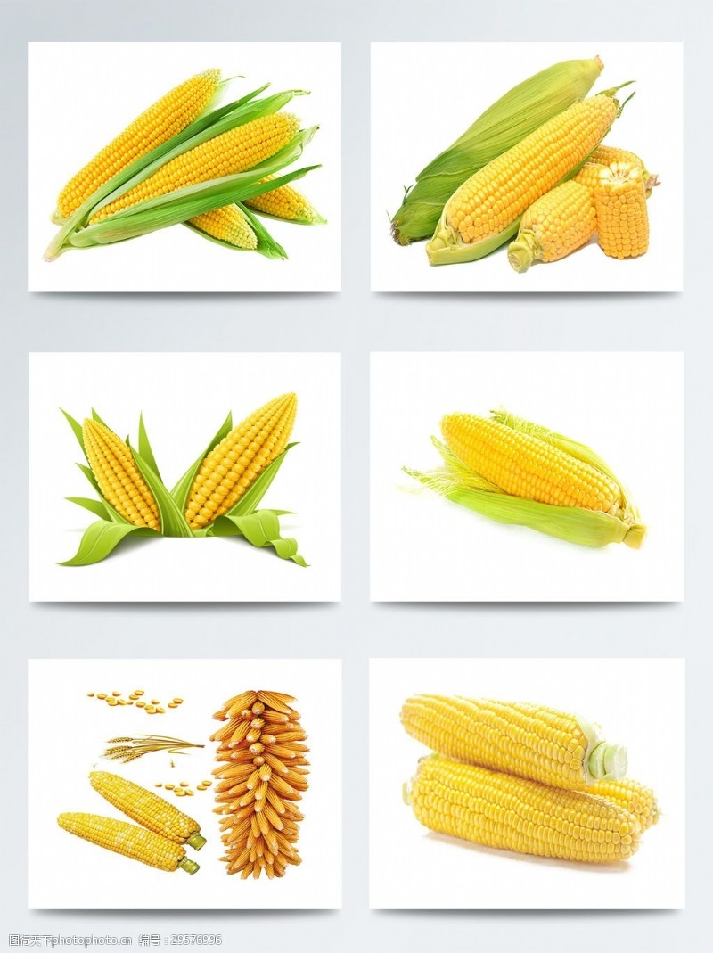 金黄玉米蔬菜玉米实物集合图案