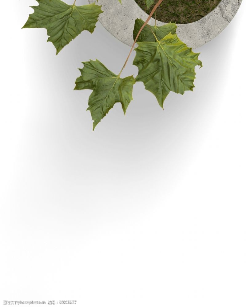 抠图专用家装盆栽植物树叶透明素材