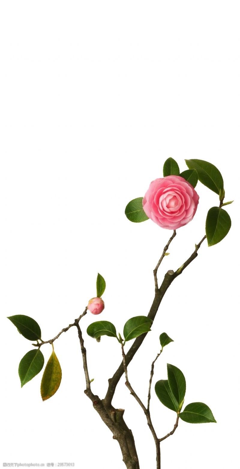 玫红树叶一枝玫瑰花花枝透明植物素材
