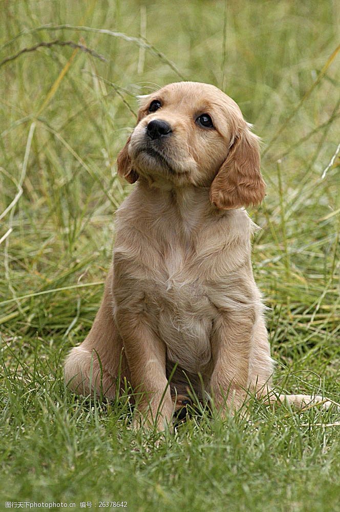 宠物名片草地上的小宠物狗