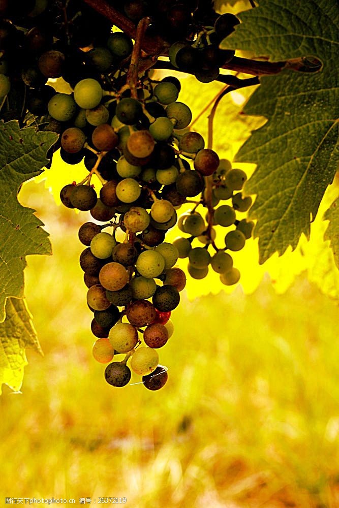 丰收的葡萄园葡萄