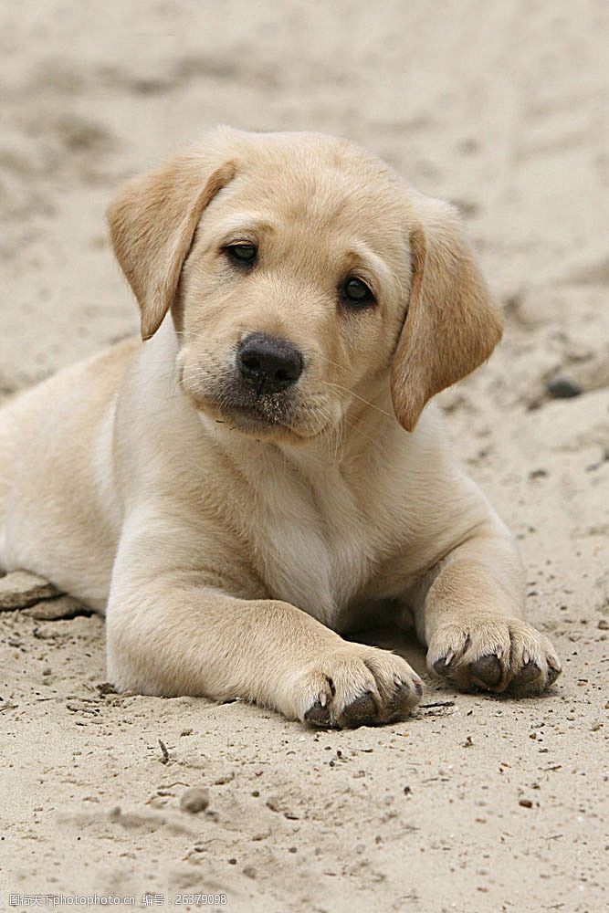 小狗名片沙滩上的狗儿特写