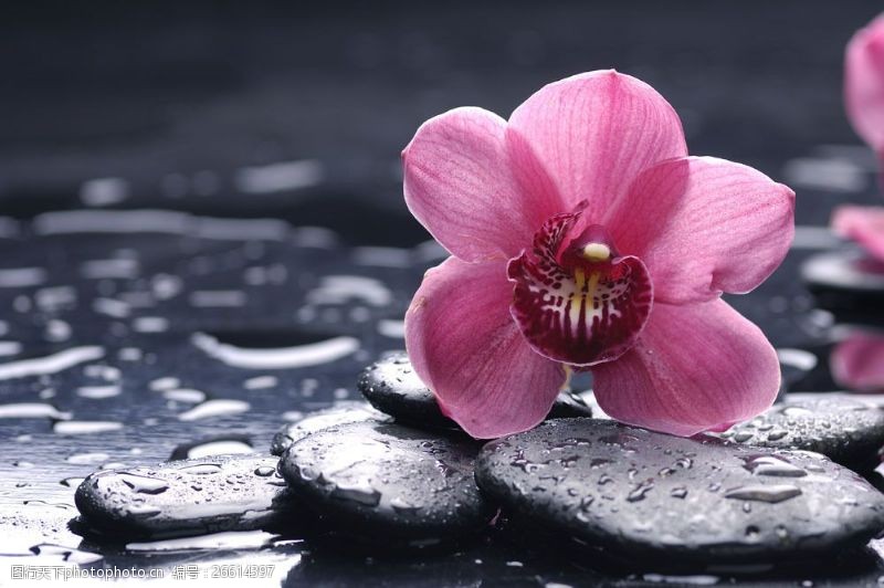 美女spa水疗石与鲜花花朵