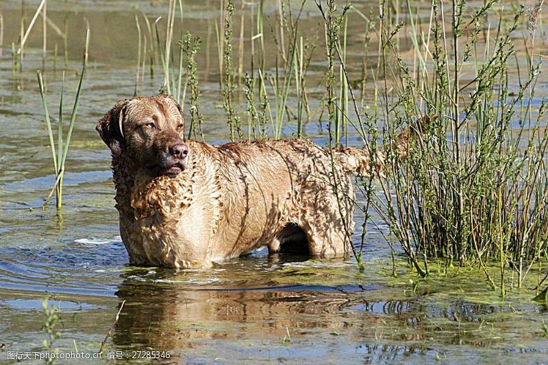宠物动物名片站在水中的宠物狗