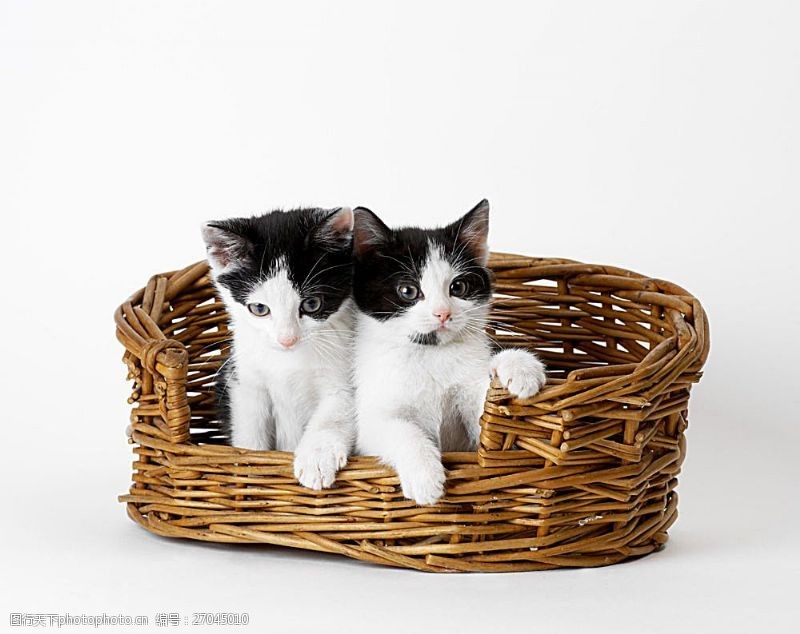 白色小猫竹篮里的小猫