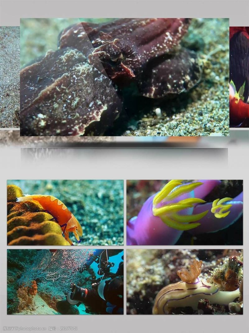 海底世界2K超清海底各种生物特写镜头实拍视频