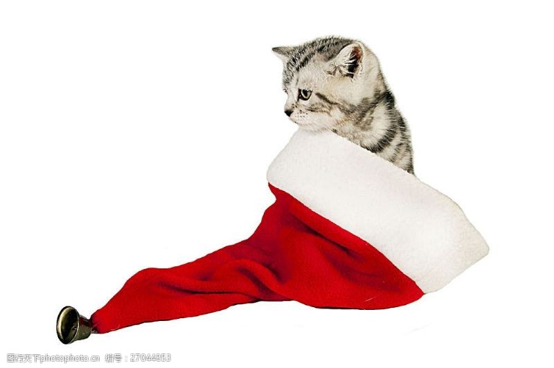 白色小猫圣诞帽子里的猫咪