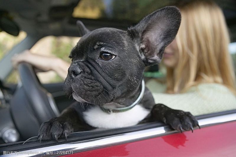 宠物名片轿车里的可爱小狗