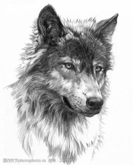 白狼狼动物插图19