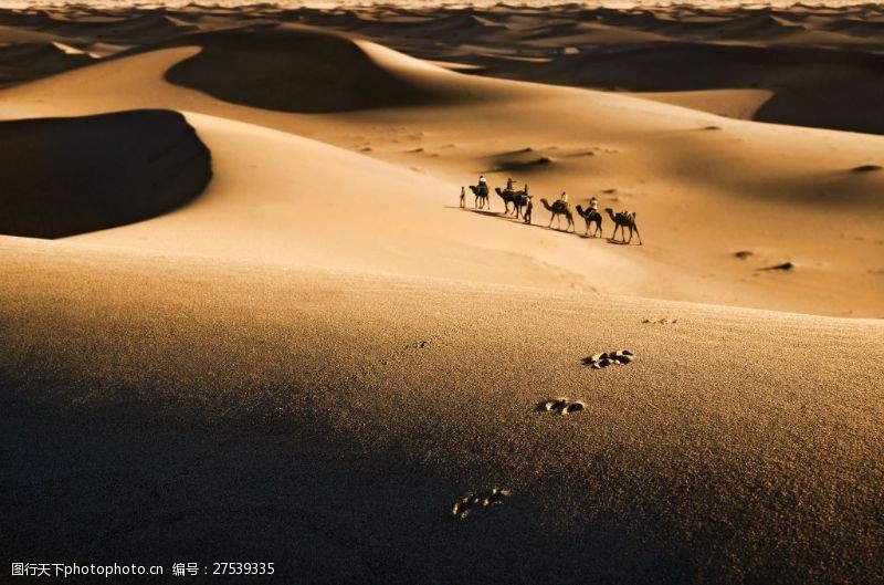 黑色的剪影沙漠中的骆驼团队高清图片