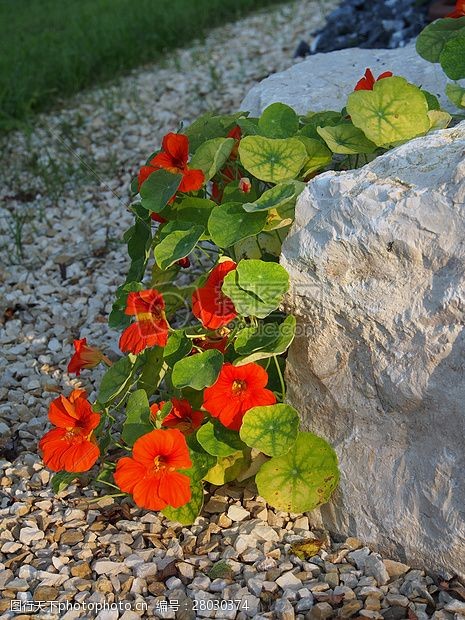 花园中岩石中的花朵