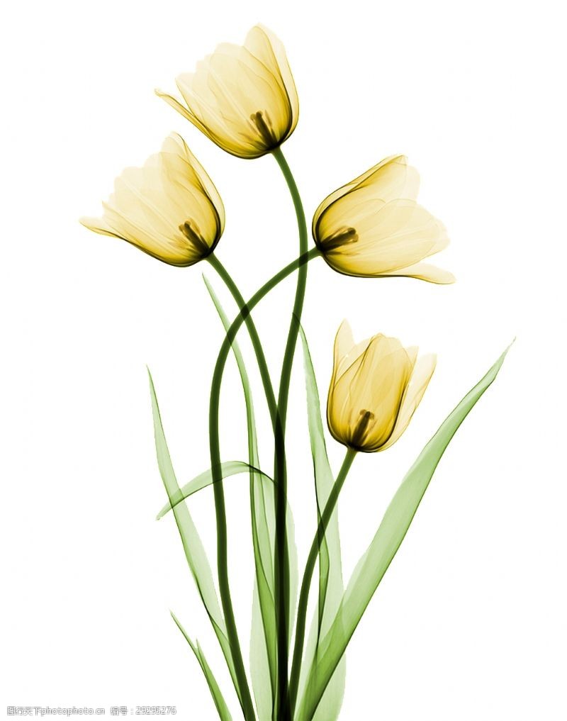 抠图专用黄色烂漫花卉卡通透明素材