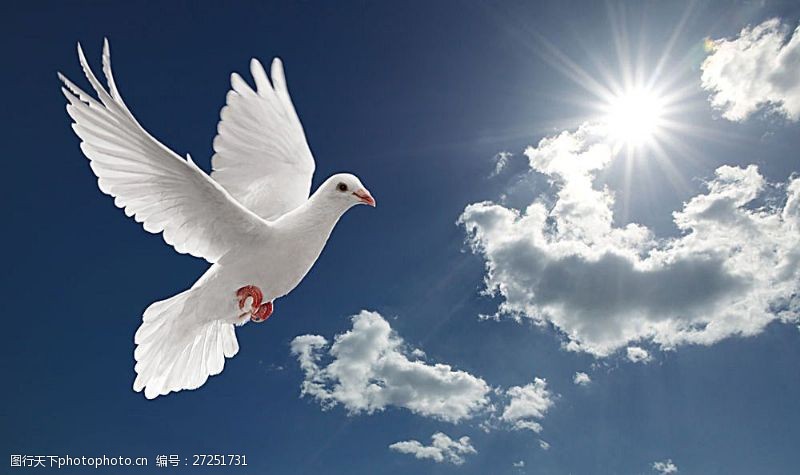 高清白鸽天空中飞翔的鸽子高清图片