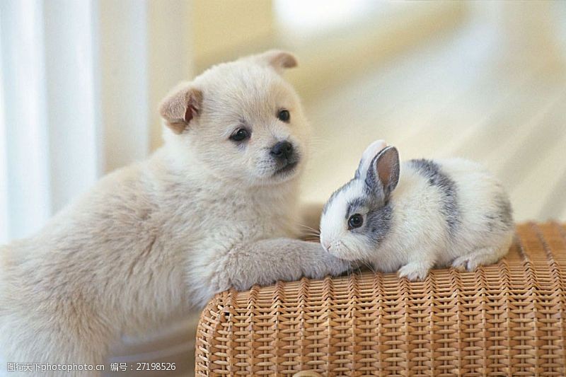 宠物名片小狗和兔子