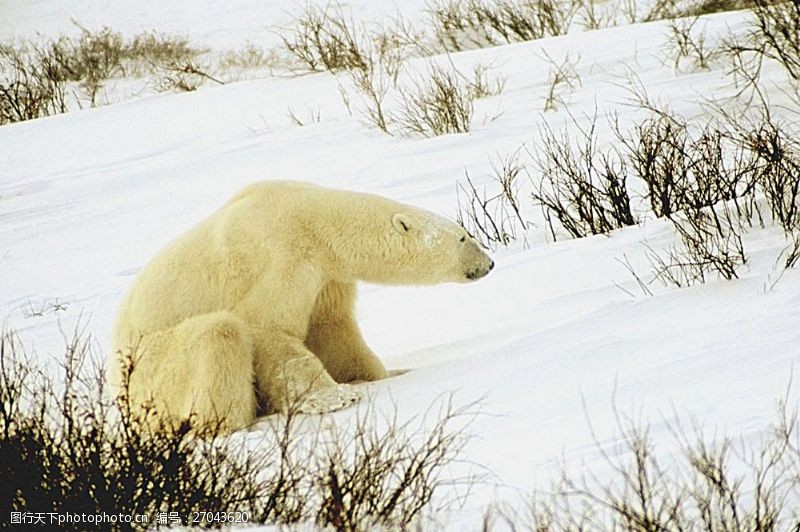 气候北极熊摄影图片