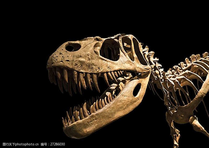侏罗纪公园霸王龙骨骼化石
