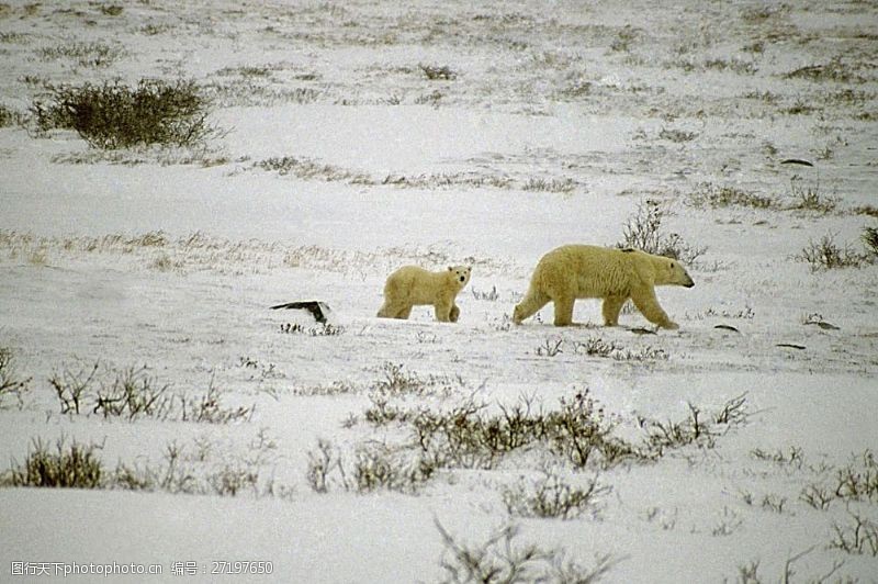 气候北极熊图片素材