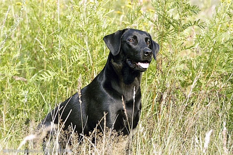 宠物名片草丛中的黑狗
