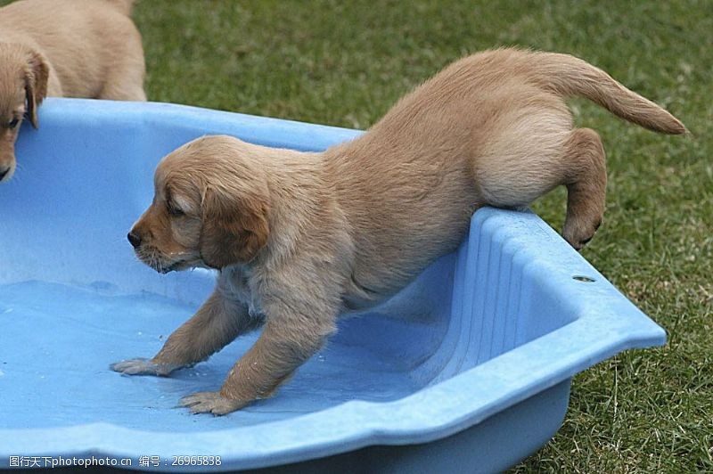 宠物名片洗澡的小狗