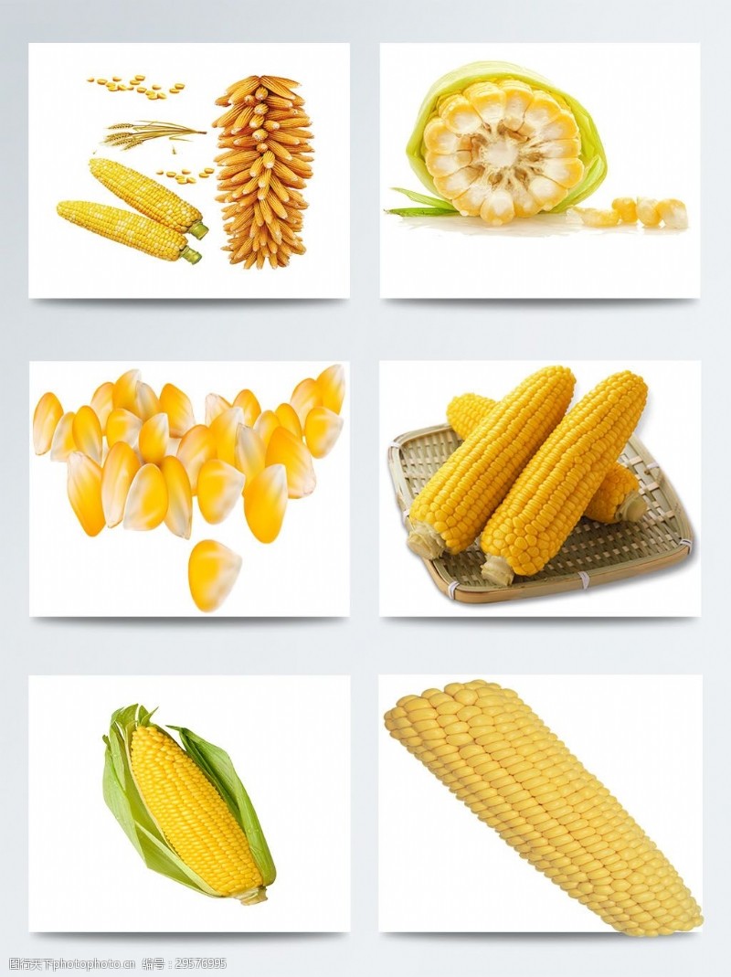 金黄玉米玉米实物高清图案集合