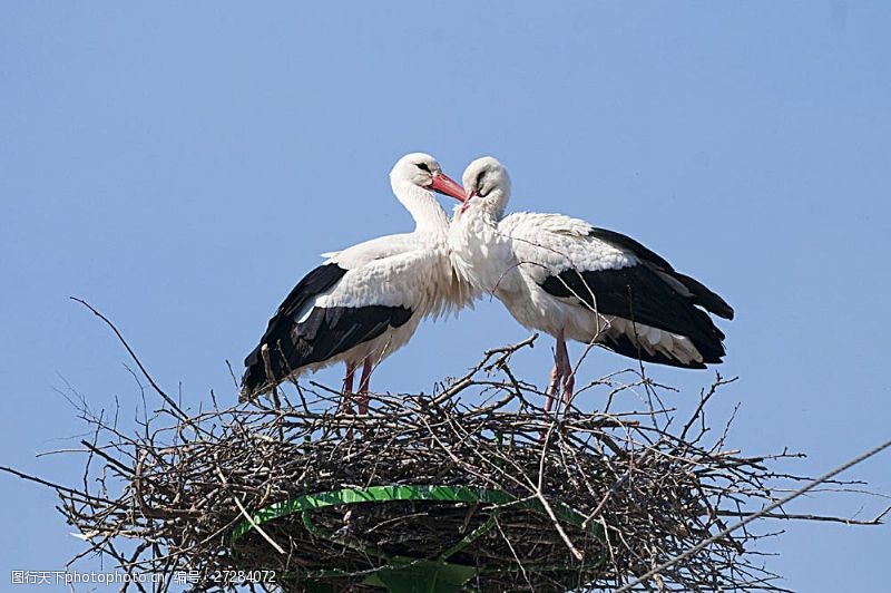 鸟巢站在窝中的两只白鹤图片素材
