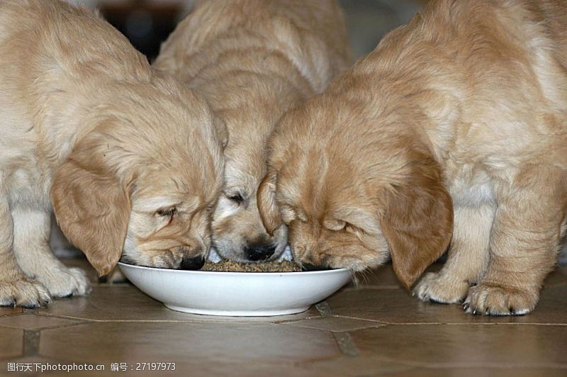 可爱名片吃食物的三只宠物狗