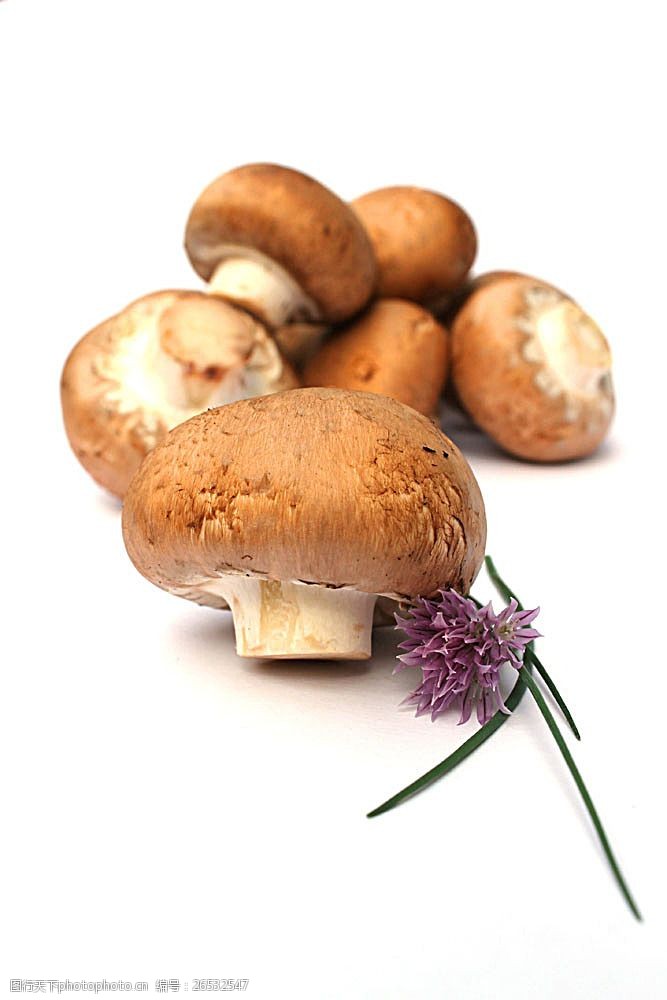 蘑菇菜高清蘑菇摄影