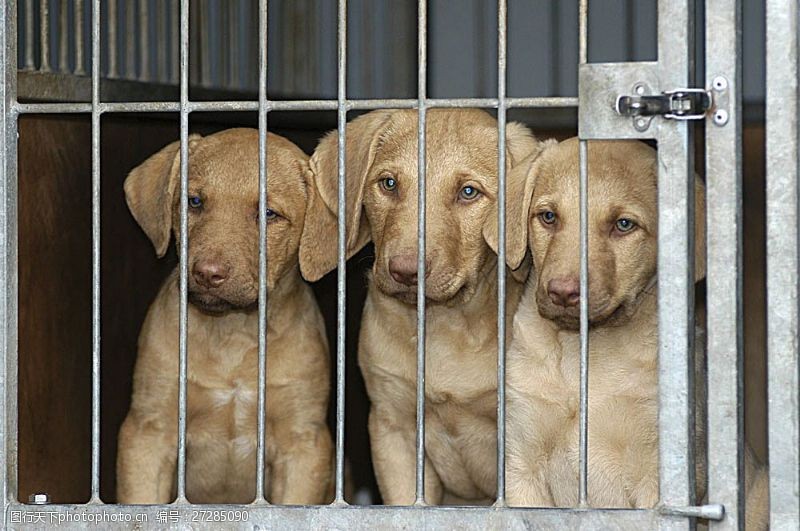 宠物动物名片笼子里的三只狗