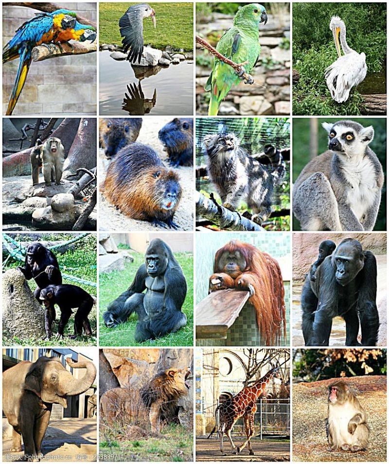 长颈鹿动物园里的动物