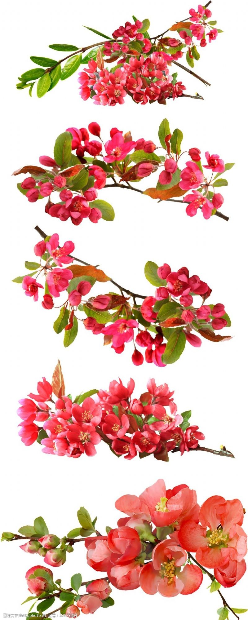 色彩美丽的桃花枝透明png素材