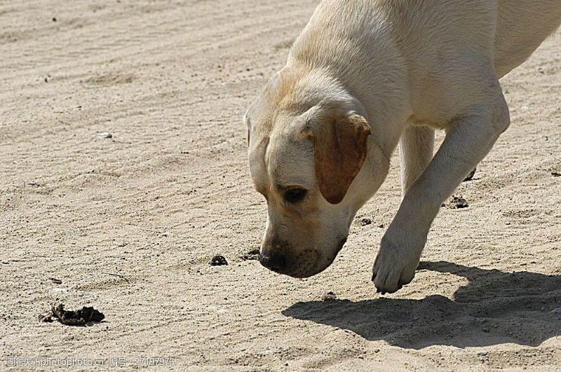 可爱名片沙滩上的狗
